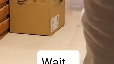🤯🐬 This Seal's Surprise is INSANE! | FunFM