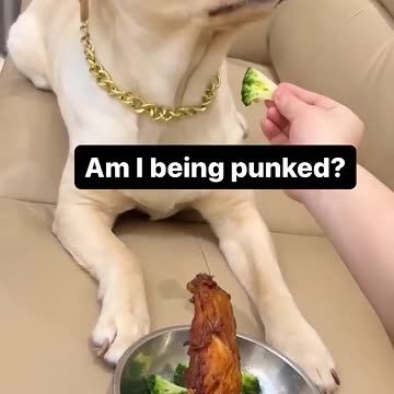 Dogs Reaction 🤣😂🐶