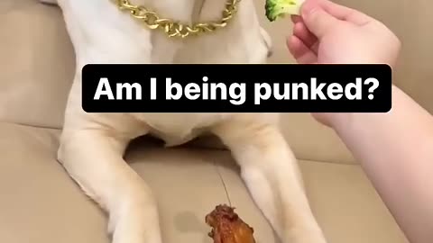 Dogs Reaction 🤣😂🐶