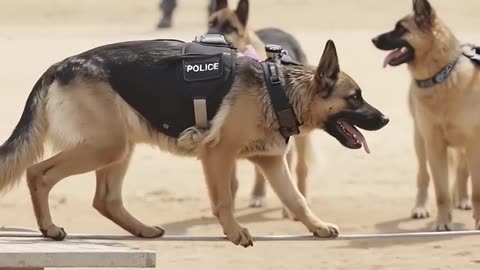 Skilling up to be K9 dog ! #german #shepard #dogs #viral #training