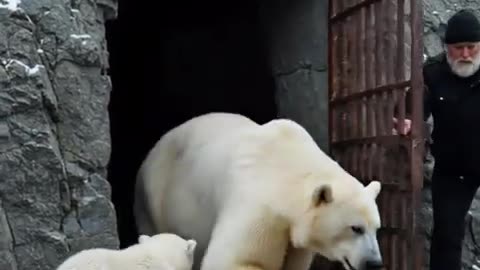A Little Polar Bear Cub Rescues Its Mother with the Help of an Old Man