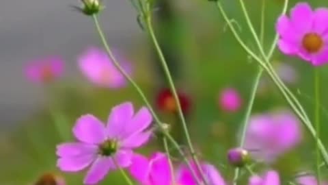 Blossoms in Harmony