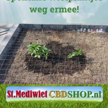 Spontane wietplantjes weg ermee