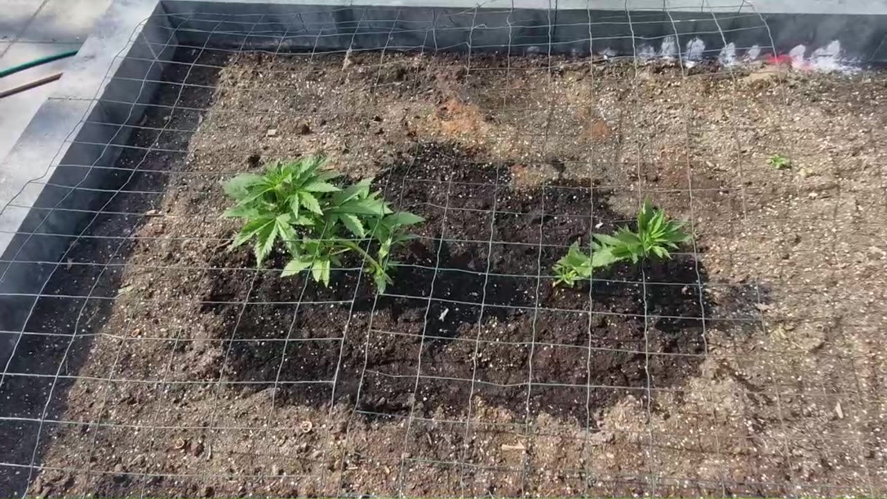 Spontane wietplantjes weg ermee