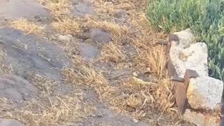 These tiny kittens are so cute!