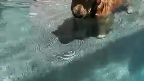Pets Who Absolutely Did That on Purpose