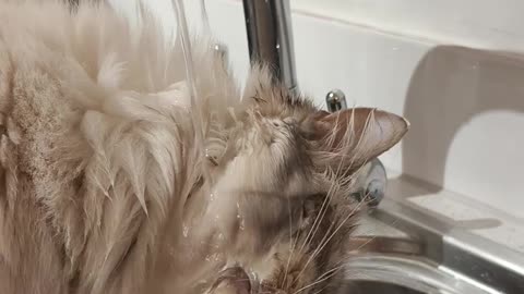 🤯🐶 This Drinking Method is Next Level! | FunFM