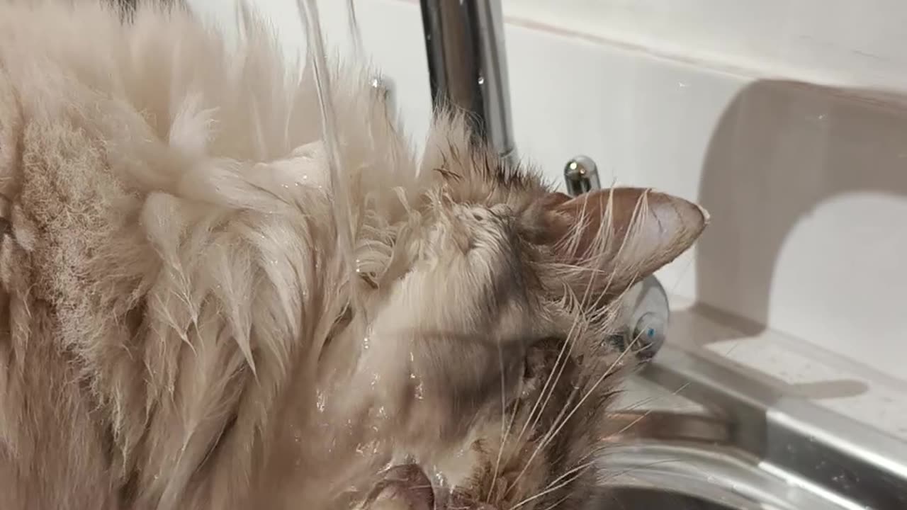 🤯🐶 This Drinking Method is Next Level! | FunFM