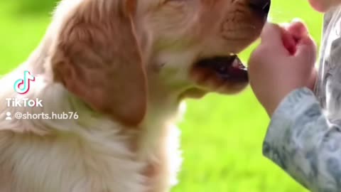 Viral dogs and baby 🍼 video