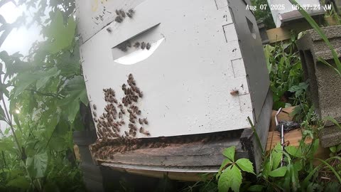 Bees on a Wednesday Morning at Sunrise