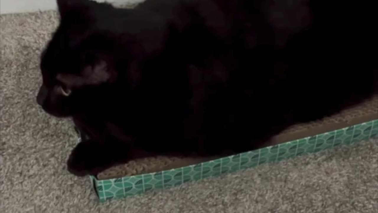 Cute Precious Piper is a Calming Influence in the Office - My Adopted Shelter Cat Vlog #shorts