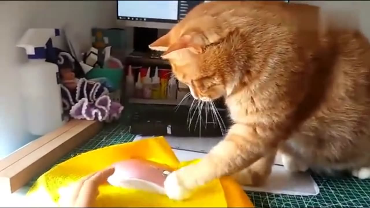 The lovely cat occupied the owner's computer desk, didn't let the owner work