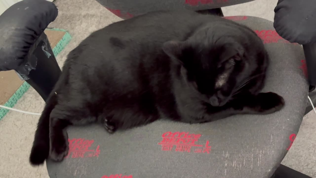 Cute Precious Piper is Occupying Herself in the Office - Adopting a Cat from a Shelter Vlog