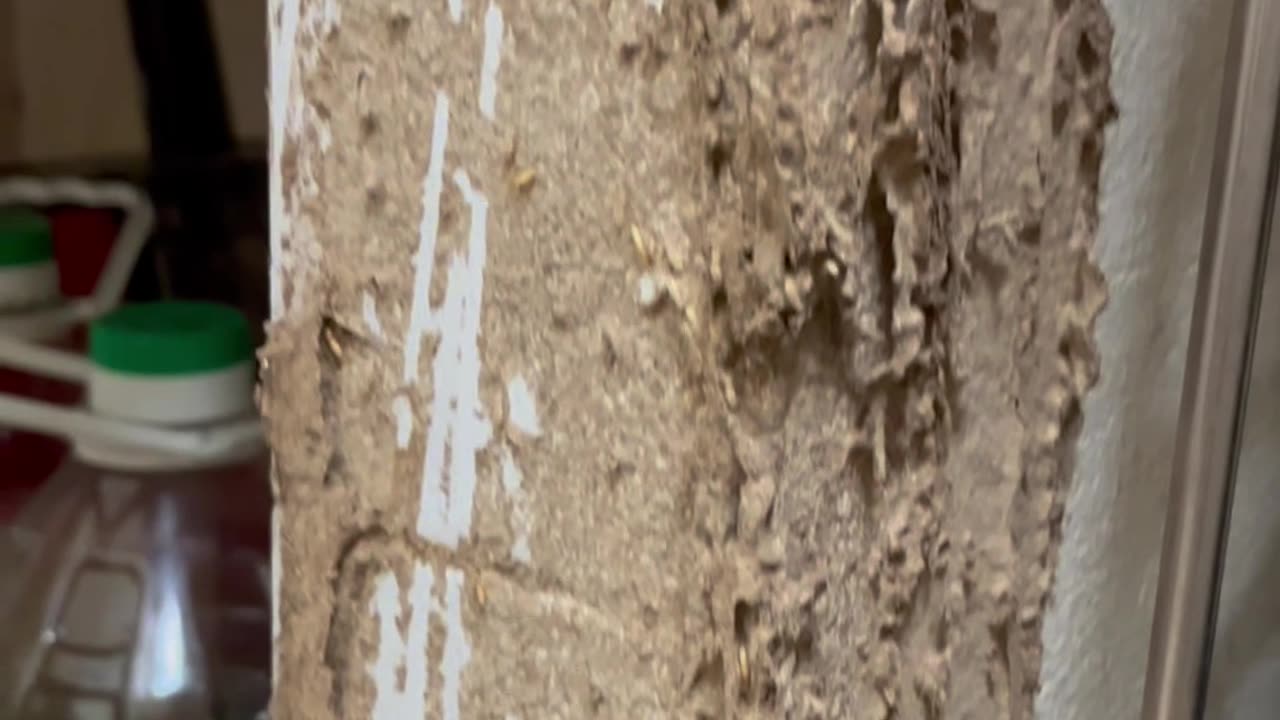 Termites in the Kitchen? Here’s What You Need to Do🇻🇳