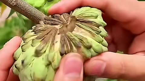 Beautiful fruits farmer enjoy #shorts #new #nature #fruits #garden #vegetables #foryou #shortvideo