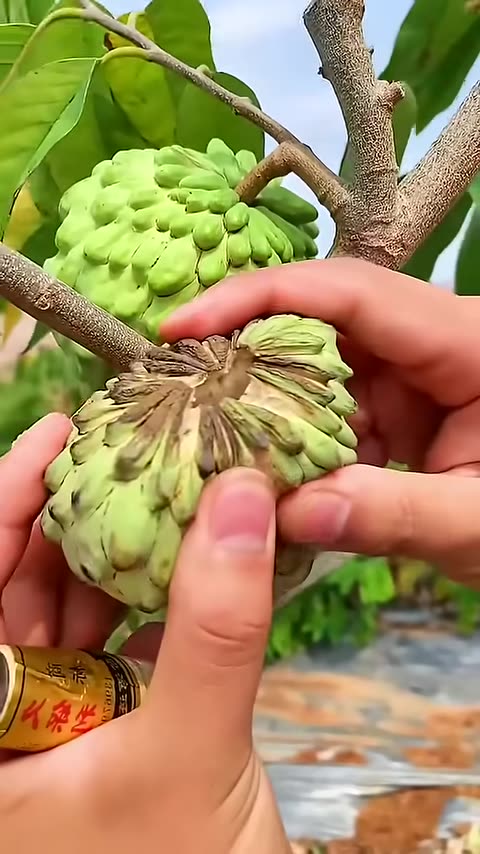 Beautiful fruits farmer enjoy #shorts #new #nature #fruits #garden #vegetables #foryou #shortvideo