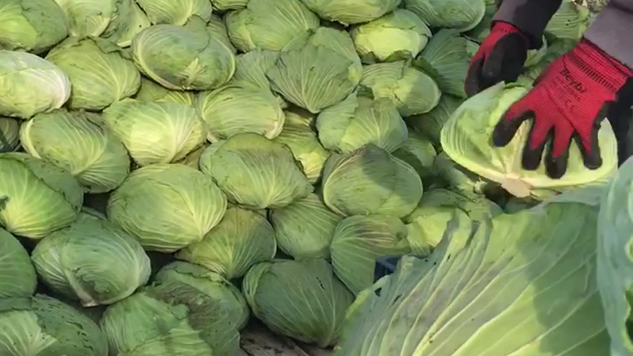 Harvested cabbage heads are stacked.