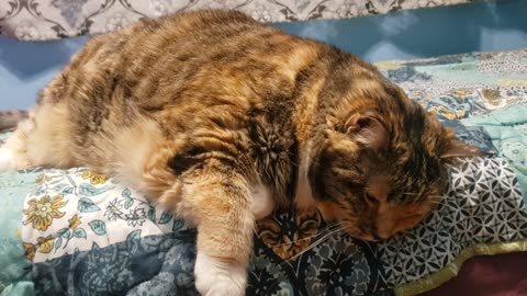 Cat Relaxation Masterclass: Watch This Calm Moment Unfold