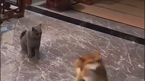 The Brave Cat Fight Dog