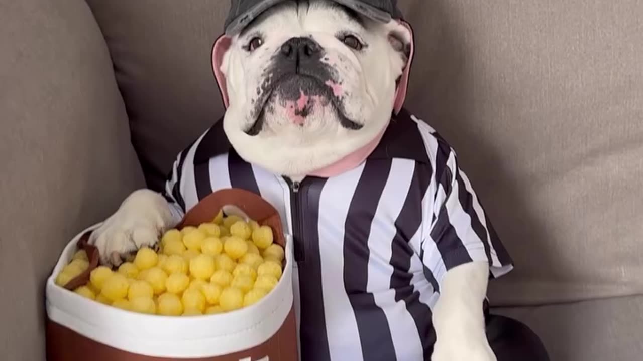 reffing dog