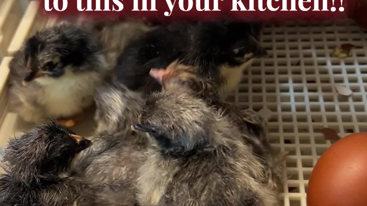 I bet you don't wake up to this in your kitchen!!!