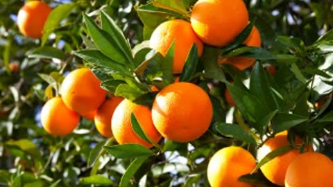 Oranges for All Ages! Why Kids, Adults & Elders Should Eat Them Daily