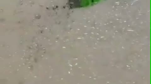 dish cleaning device