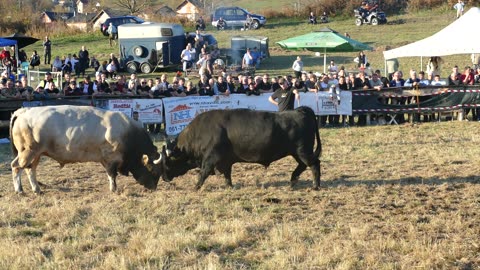Samuraj od Ramljaka vs Brizan od Jusića Ramići 2025