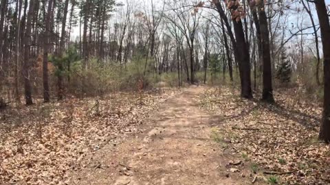 Exploring the PINE PLANTATIONS, Townsend Park | Full Hike POV | Hiking, Nature ASMR | Kent Co, MI