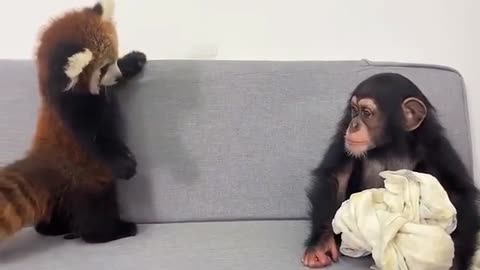 Funny Monkeys at Home