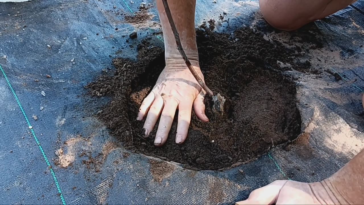 Planting Jujube Trees! What's a Jujube?