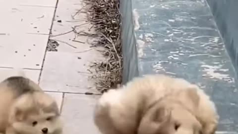 Funny cute Puppy falling down 💕😻