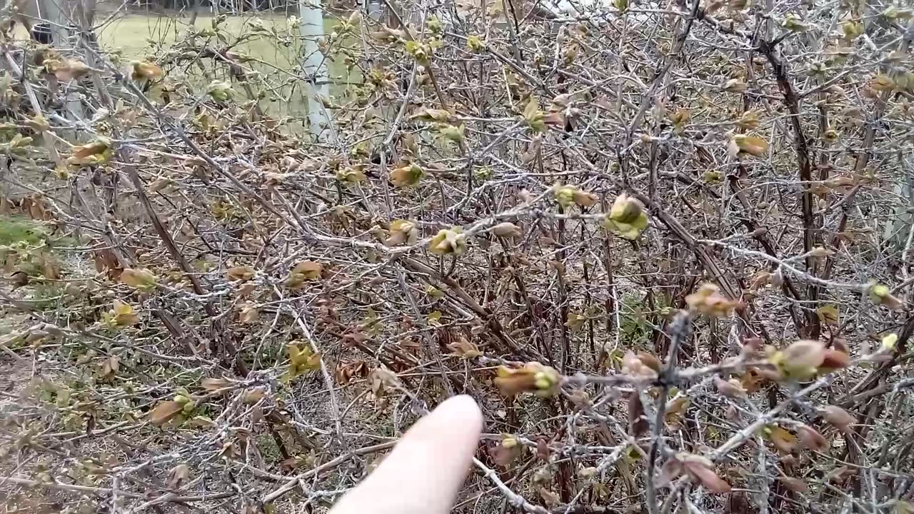 Weather Update And Garden Update March 25 2025