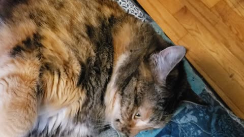 Belly Rub Bliss: Adorable Cat Gets Brushed Like a Dream