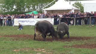 Bake od Prcele vs Kobra od Mandušića Dicmo 2025