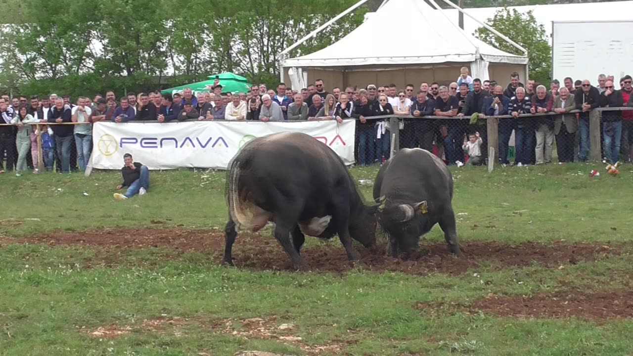 Bake od Prcele vs Kobra od Mandušića Dicmo 2025