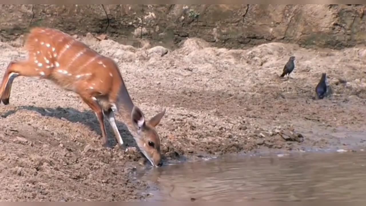 Impala Drinks Water… Then THIS Happened 😱 | Crocodile Strike Caught on Camera!
