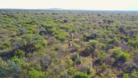 Wildlife Wonders of Africa – 4K Scenic Relaxation Video with Calming Soundtrack
