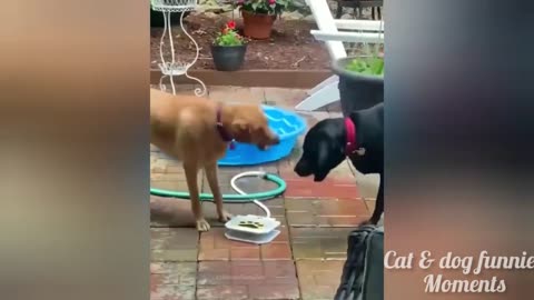 Funny Paws