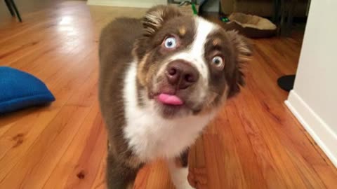 funny dog moments I’ll never forget