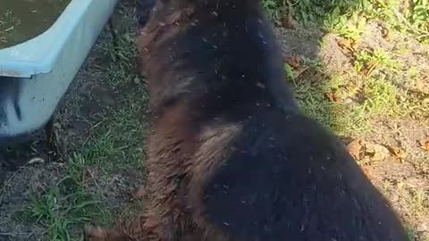 Dog's Comedy Videos 🤣 so cute videos 😍 funny videos in puppies comedy scenes 😂