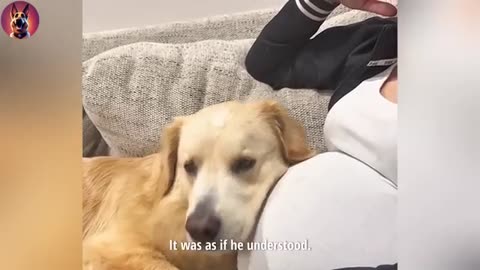 This Dog Reaction To The Baby Kick Will Melt Your Heart
