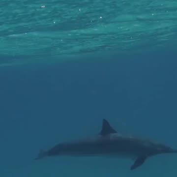 “Dolphins Call Each Other by Name?! 🐬🔊”