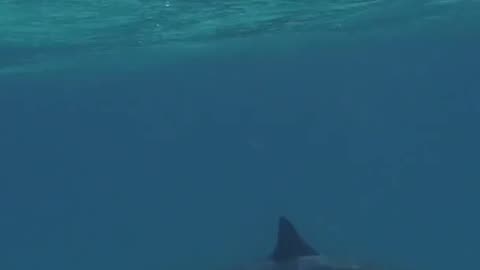 “Dolphins Call Each Other by Name?! 🐬🔊”