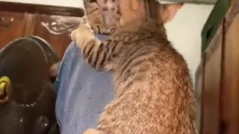 Cute Kitty Baby Cat Kitten Shorts Fanny Video