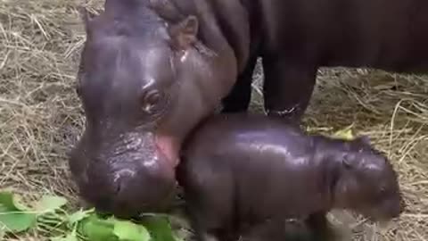 Very nice looking hippo 🦛 baby