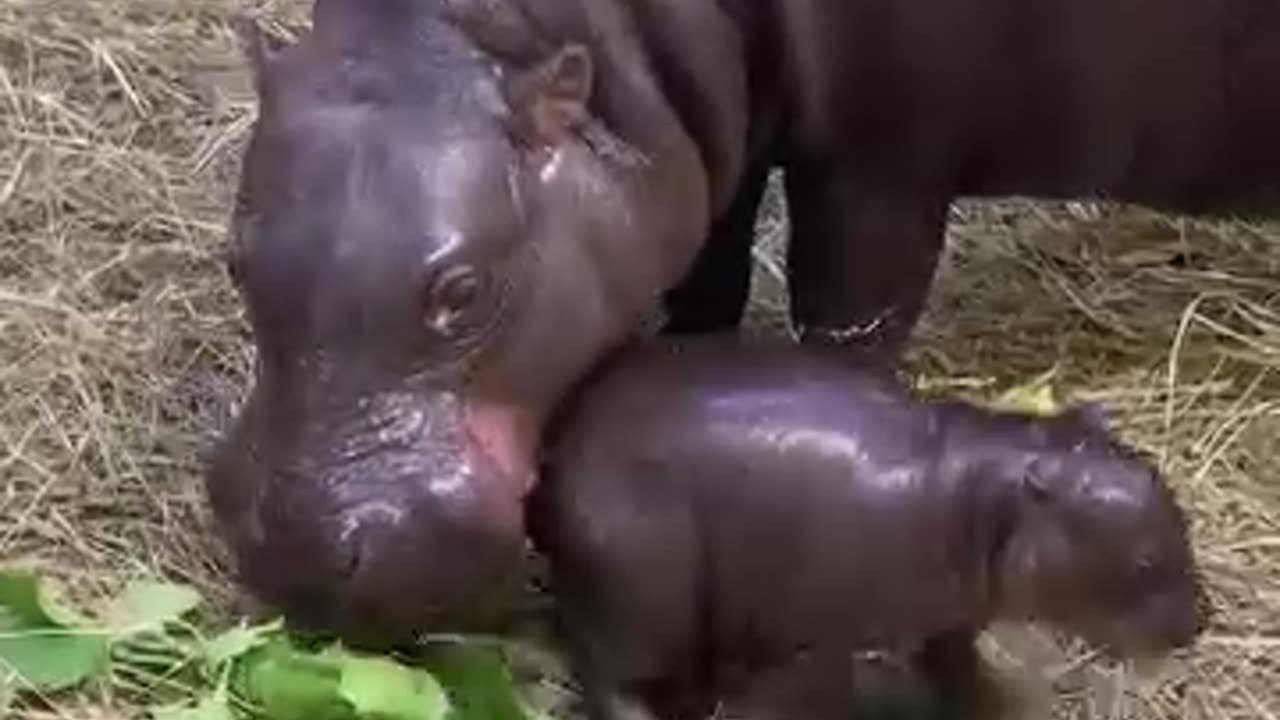 Very nice looking hippo 🦛 baby