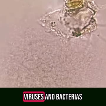 What happens when the parasites die?