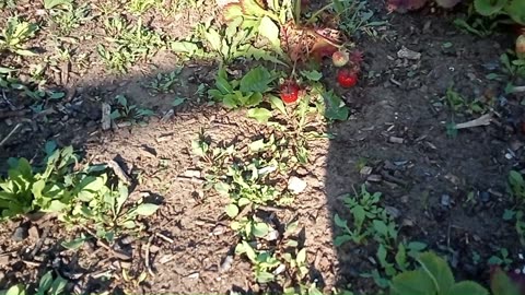 7. Weeds Aren't The Problem - They're The Clue