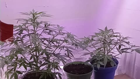 Pineapple Express & Jedi Kush Auto-Flower